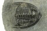 Diademaproetus Trilobite Fossil - Morocco #249896-1